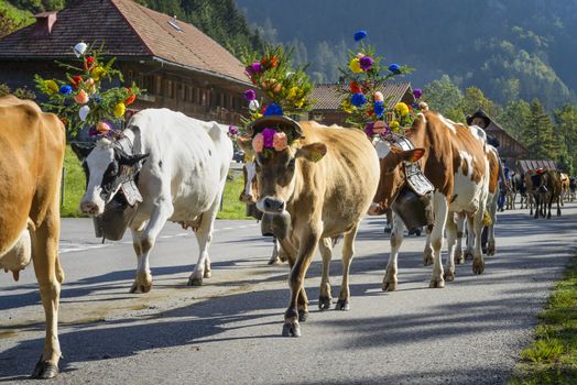 Charmey, Fribourg, Switzerland - 26 September 2015 : Farmers with a herd of cows on the annual transhumance at Charmey near Gruyeres, Fribourg zone on the Swiss alps