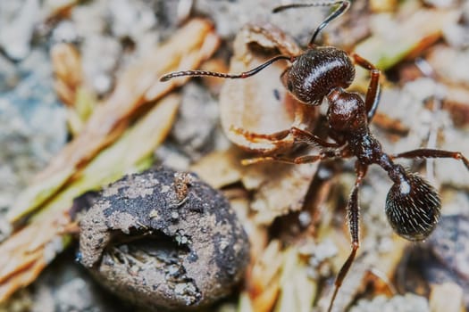  Ant outside in the garden close-up                              