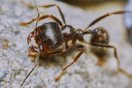  Ant outside in the garden close-up                                                             