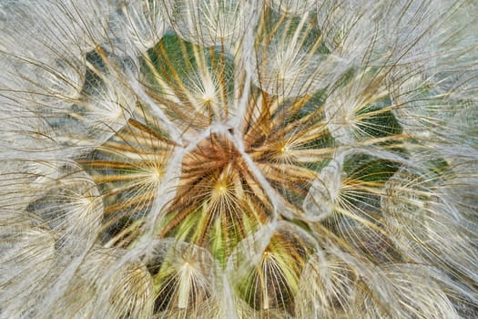 Dandelion closeup (texture)