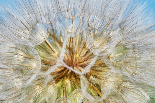 Dandelion closeup (texture)