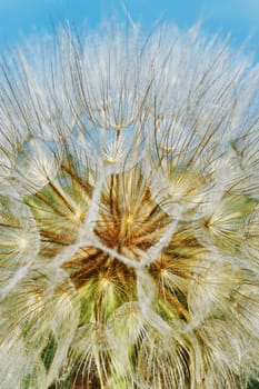 Dandelion closeup (texture)