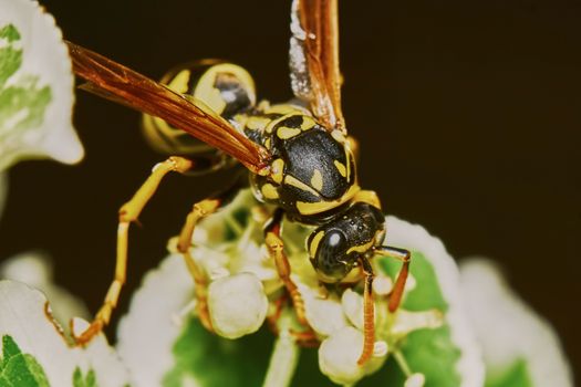 Wasp on a flowering tree in the summer garden                               