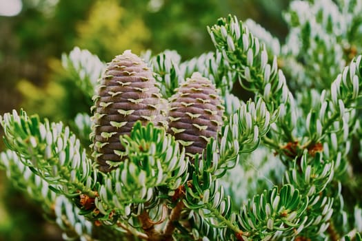 Unusual lumps on the Korean fir                               