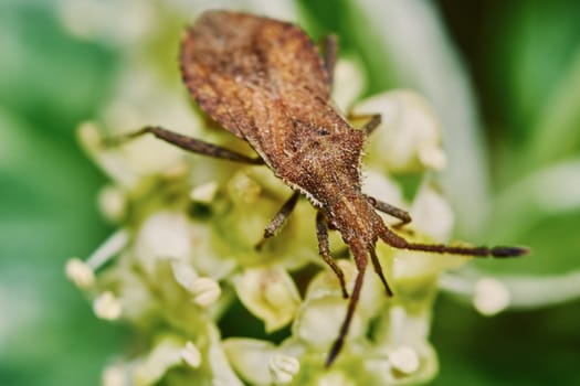 Brown bug on blossoming mountain ash                             