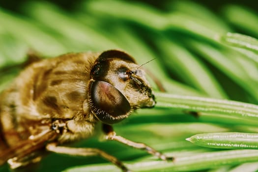 Bee on the branch of fir in the garden