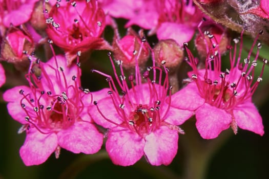 Spiraea japonica in the garden close-up 