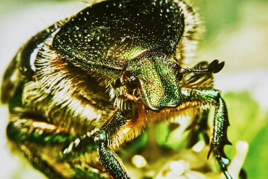 Green chafer on a flowering tree                               