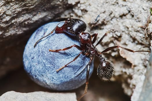  Ant outside in the garden close-up                                                             