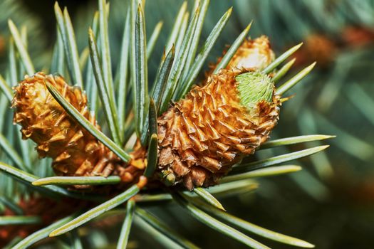 Emerging fir cone closeup                               