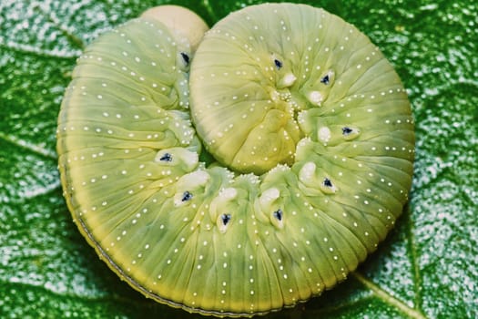 Green caterpillar on a leaf rolled up into a ball                               