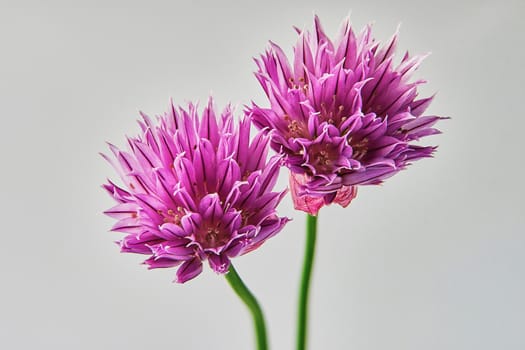 Two purple carnations closeup