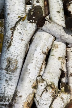 Old wooden logs Birch,folded in a heap                               