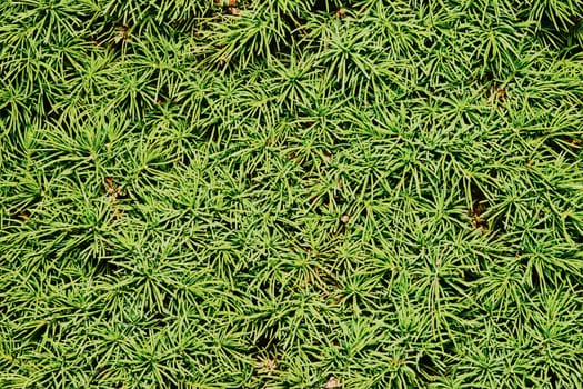 Spruce conic closeup (texture)                               