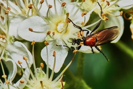 Beetle on a flowering ash tree in the garden