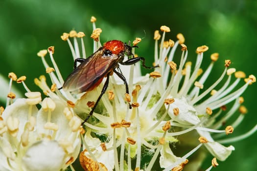 Beetle on a flowering ash tree in the garden