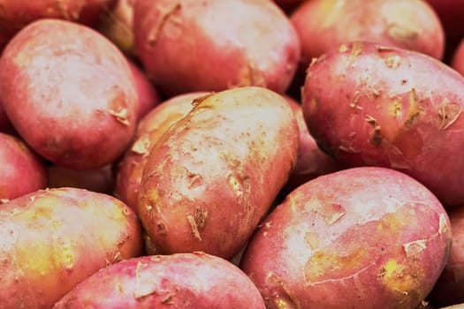 Pink new potatoes on the market close up                               