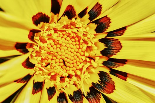 Yellow daisy gazania closeup                               