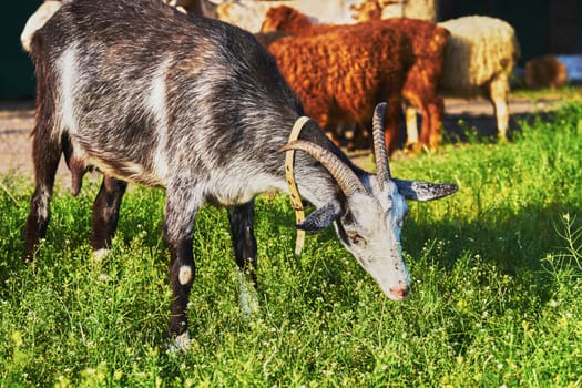 Goat grazing on the farm