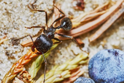  Ant outside in the garden close-up                                                             