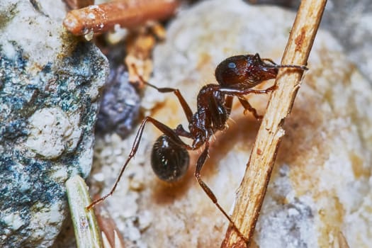  Ant outside in the garden close-up                                                             