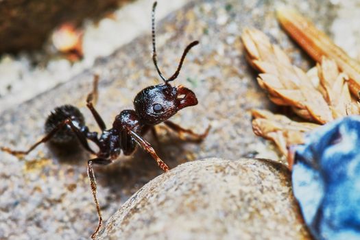  Ant outside in the garden close-up                              