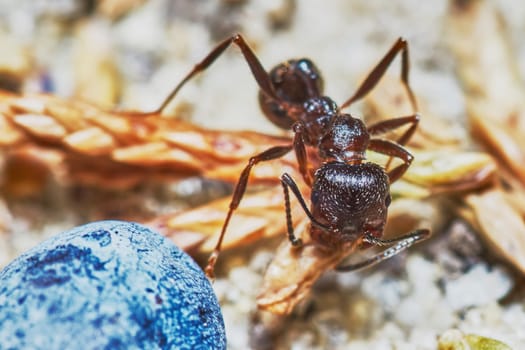  Ant outside in the garden close-up                                                             