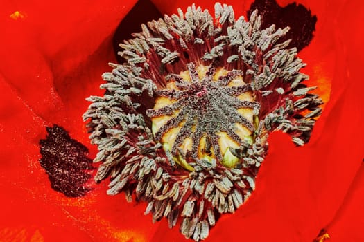 Decorative close-up of a poppy