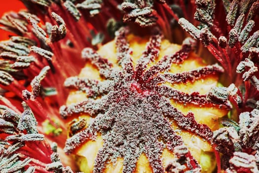 Decorative close-up of a poppy