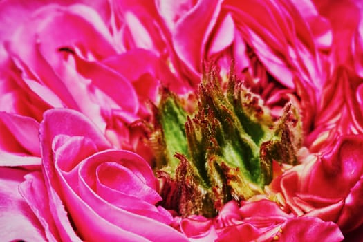 Scarlet tea rose closeup                              
