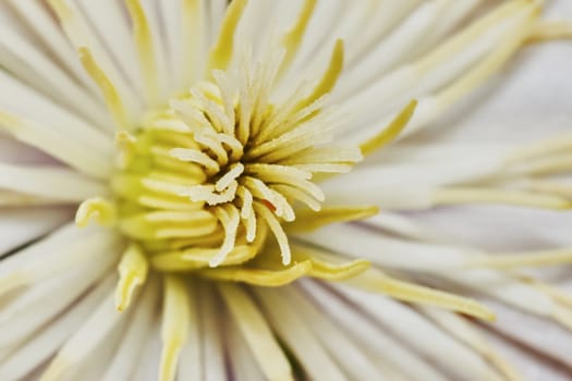 Close-up yellow clematis flower in the garden                               