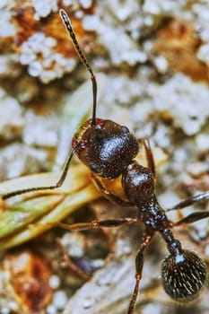  Ant outside in the garden close-up                                                             