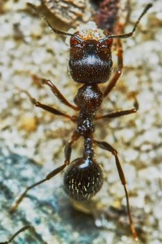  Ant outside in the garden close-up                                                             