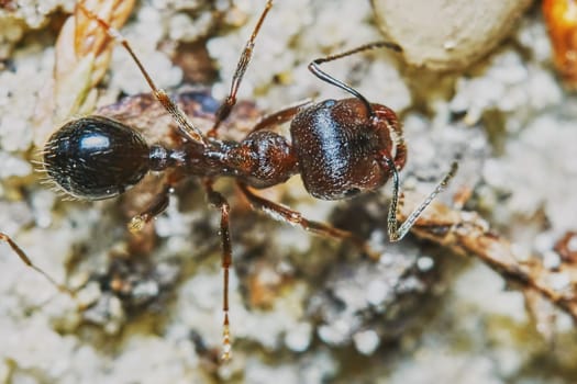  Ant outside in the garden close-up                              