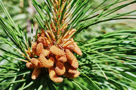 Emerging pine cone closeup