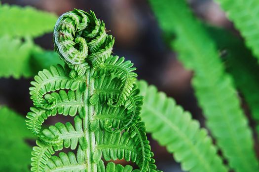 Young ferns in the summer garden