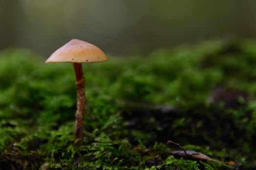 Autumn scene with a lonely mushroom and moss in a forest.
