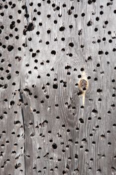 Background made from holey dry gray wooden planks