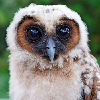closeup of  ural owl or strix uralensis bird