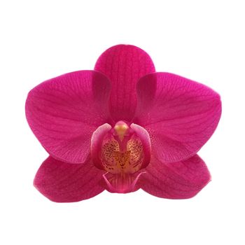 exotic color orchid flower isolated on white background 