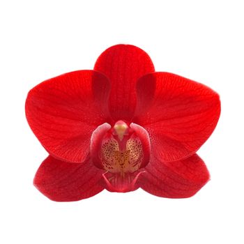 exotic red color orchid flower isolated on white background 