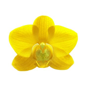 exotic yellow color orchid flower isolated on white background 