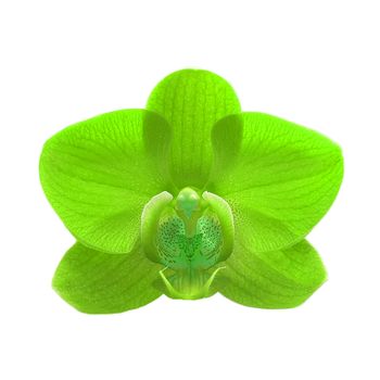 exotic green color orchid flower isolated on white background 
