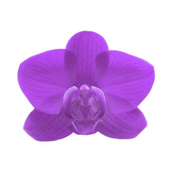 exotic purple color orchid flower isolated on white background 