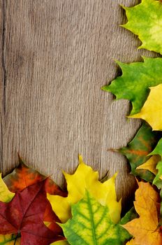 Corner Border of Various Multi Colored Autumn Leafs closeup on Textured Wooden background