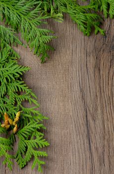 Christmas Decorations with Corner Border of Thuja Branches and Cones closeup on Textured Wooden background