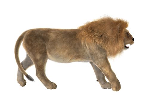3D digital render of a male lion walking isolated on white background