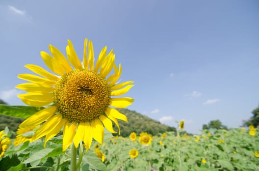 Yellow sunflowers and blue sky