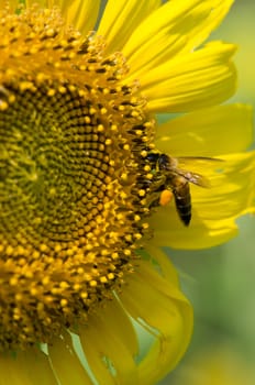 sunflower with bee