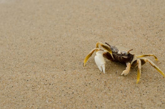 small crab on sea beach